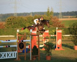 jumper Dandy (KWPN (Royal Dutch Sporthorse), 2008, from Wittinger)