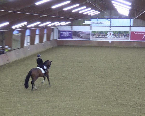 Reitturnier Bad Salzuflen 2024