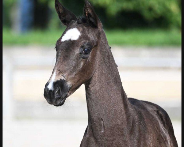 horse Sweet Surprise LH (German Sport Horse, 2023, from St. Emilion)