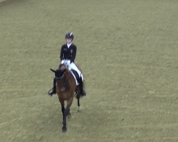 Reitturnier Bad Salzuflen 2024