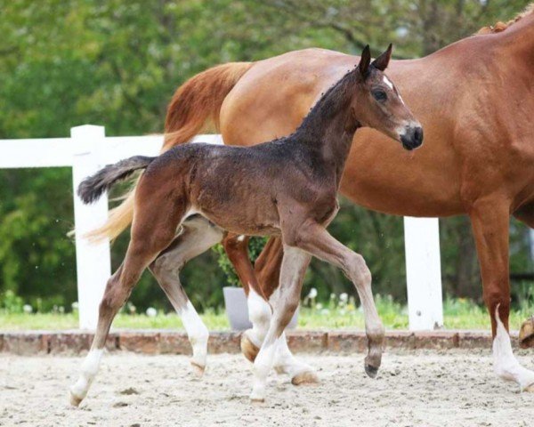 horse Diamond in the Sky DB (German Sport Horse, 2023, from Diamond First)