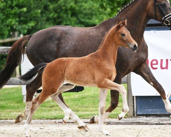 horse Dynamic Girl (German Sport Horse, 2023, from Dynamic Dream)