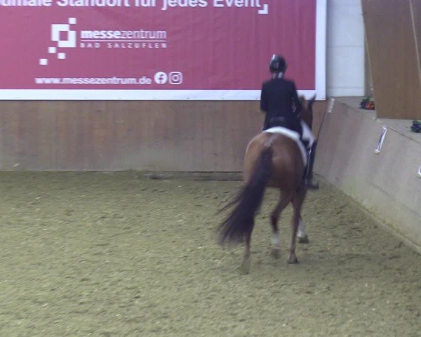 Reitturnier Bad Salzuflen 2024