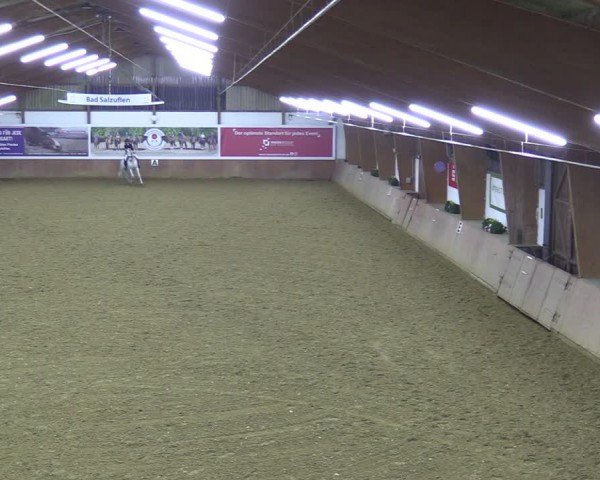 Reitturnier Bad Salzuflen 2024