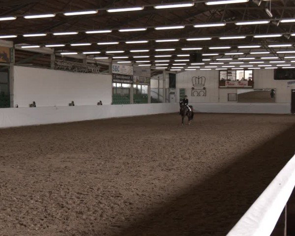 Reitturnier Zweibrücken-Landgestüt / Halle 2024