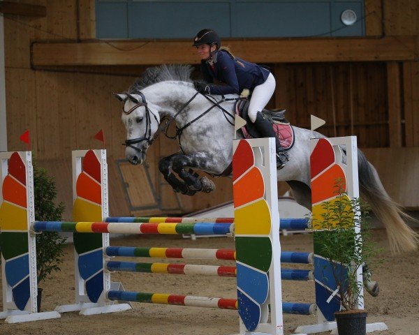 Springpferd Whitney R (Oldenburger, 2012, von Levisonn 208 FIN)