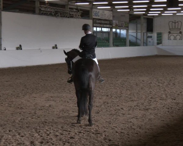 Reitturnier Zweibrücken-Landgestüt / Halle 2024