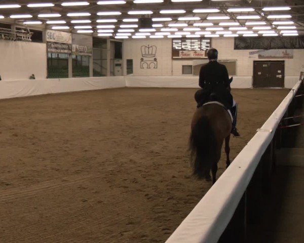 Reitturnier Zweibrücken-Landgestüt / Halle 2024