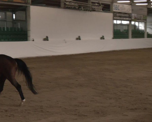 Reitturnier Zweibrücken-Landgestüt / Halle 2024