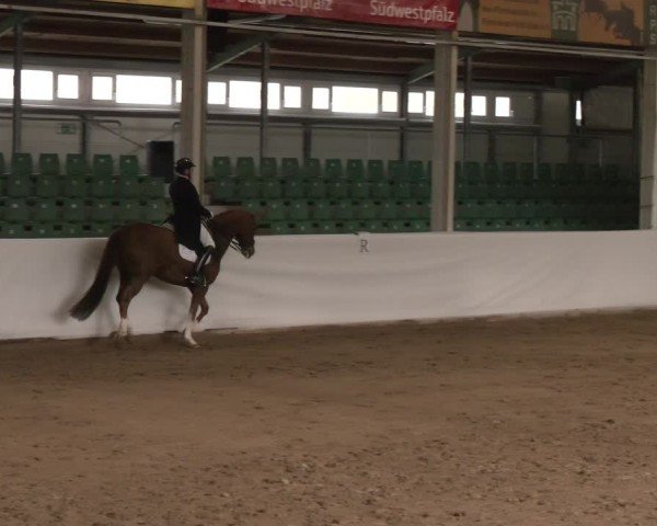 Reitturnier Zweibrücken-Landgestüt / Halle 2024