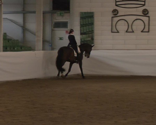 Reitturnier Zweibrücken-Landgestüt / Halle 2024