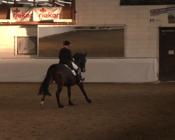 Reitturnier Zweibrücken-Landgestüt / Halle 2024