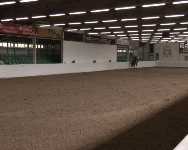 Reitturnier Zweibrücken-Landgestüt / Halle 2024