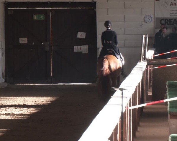 Reitturnier Zweibrücken-Landgestüt / Halle 2024
