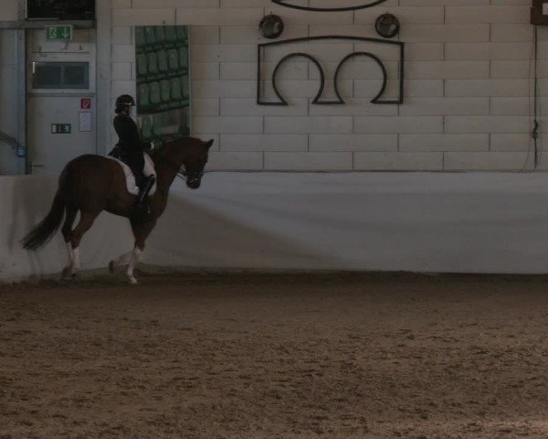 Reitturnier Zweibrücken-Landgestüt / Halle 2024