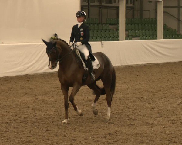 Reitturnier Zweibrücken-Landgestüt / Halle 2024