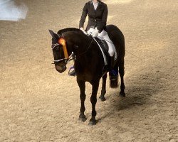 jumper Corrado 140 (KWPN (Royal Dutch Sporthorse), 2011)