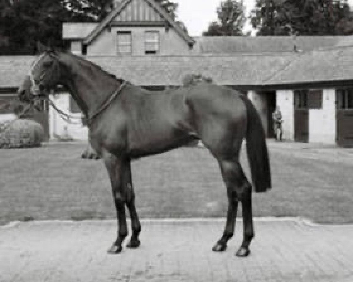 stallion Weavers Hall xx (Thoroughbred, 1970, from Busted xx)