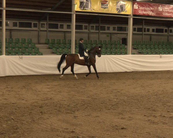 Reitturnier Zweibrücken-Landgestüt / Halle 2024