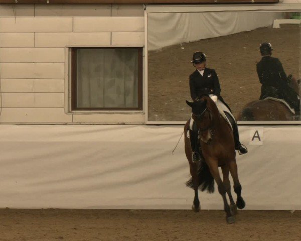 Reitturnier Zweibrücken-Landgestüt / Halle 2024