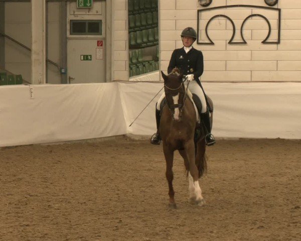 Reitturnier Zweibrücken-Landgestüt / Halle 2024