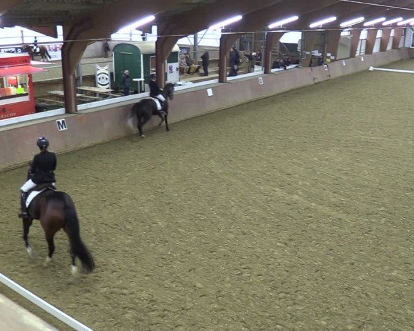 Reitturnier Bad Salzuflen 2024