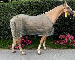 horse X-special kind of gold-JV (Belgian Warmblood, 2020, from Kimba)