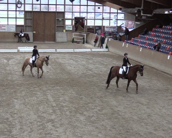 Reitturnier Krumke 2024
