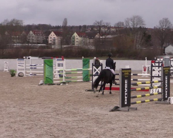Reitturnier Zwickau 2024