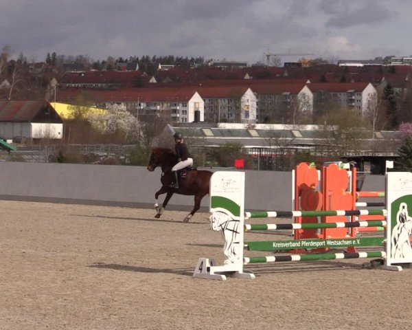 Reitturnier Zwickau 2024