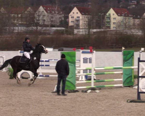Reitturnier Zwickau 2024