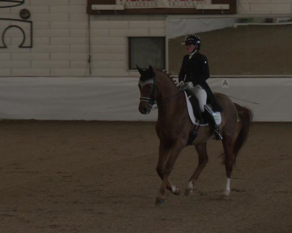 Reitturnier Zweibrücken-Landgestüt / Halle 2024