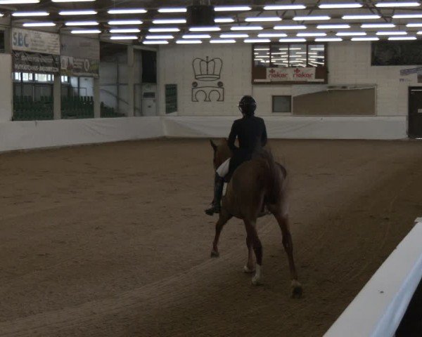 Reitturnier Zweibrücken-Landgestüt / Halle 2024