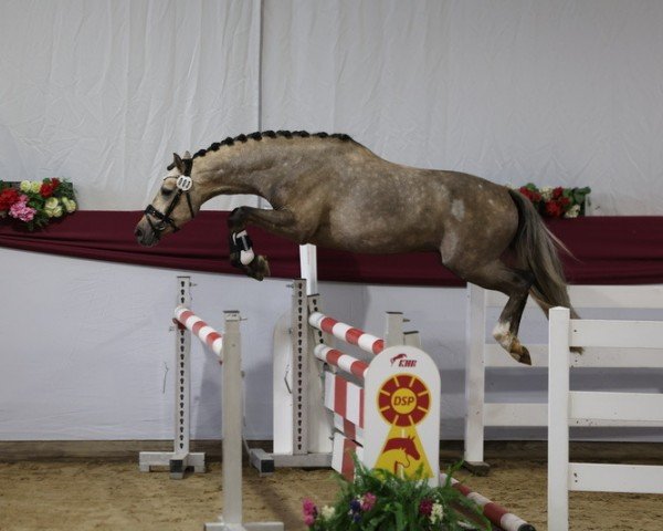 horse GS Galando (German Riding Pony, 2021, from FS Golden Highlight) horse GS Galando (German Riding Pony, 2021, from FS Golden Highlight)