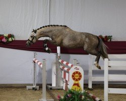 Pferd GS Galando (Deutsches Reitpony, 2021, von FS Golden Highlight)