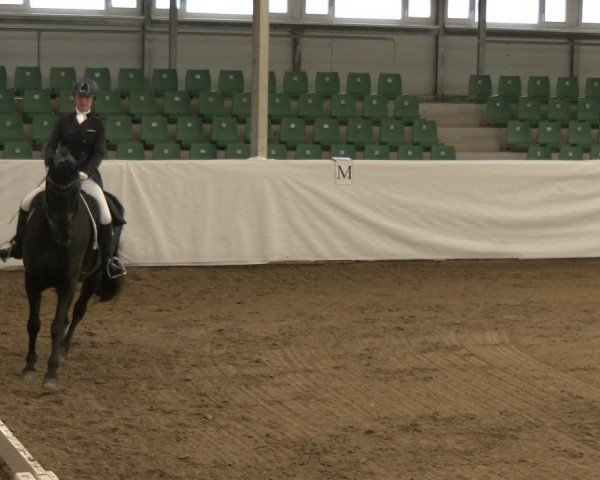 Reitturnier Zweibrücken-Landgestüt / Halle 2024