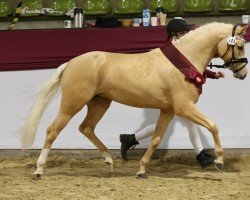 Deckhengst First Class Royal King (Deutsches Reitpony, 2021, von Crown Charm of Royal)