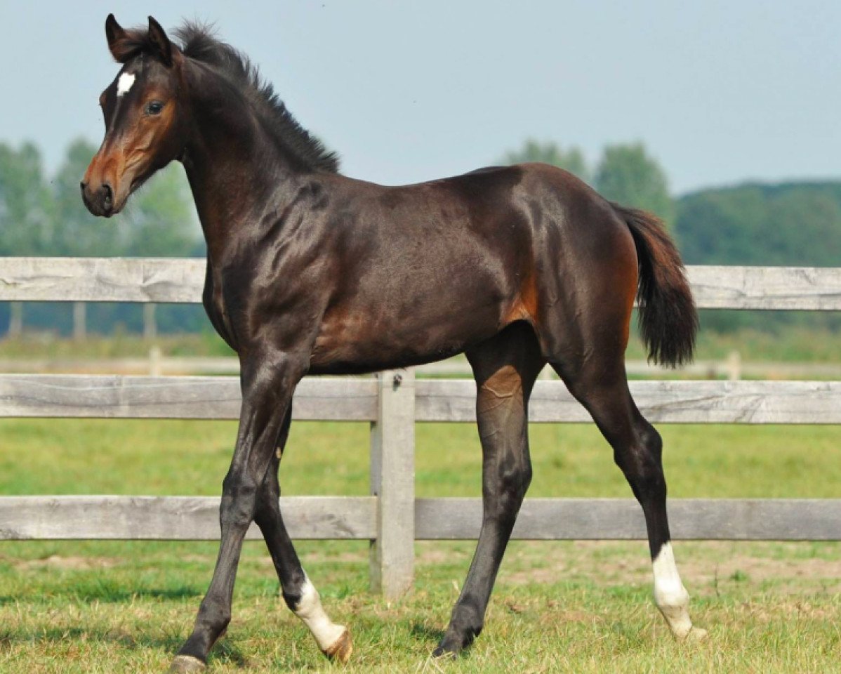horse Catalina de la Vie (Zangersheide riding horse, 2016, from Cornet Obolensky)