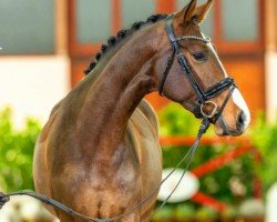 Dressurpferd Elly McBeal HL (Westfale, 2020, von Erdinger)