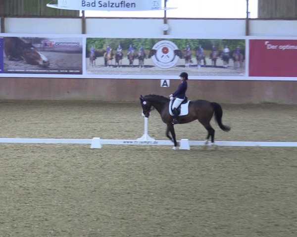 Reitturnier Bad Salzuflen 2024