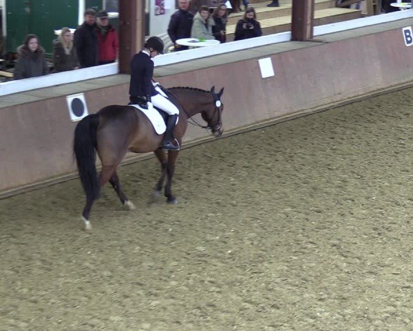 Reitturnier Bad Salzuflen 2024