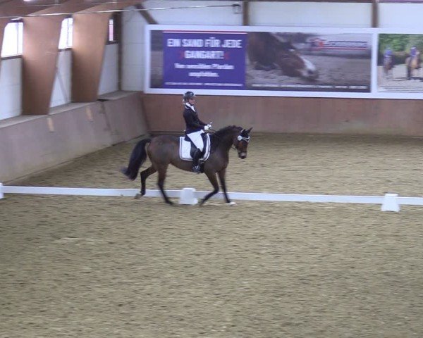 Reitturnier Bad Salzuflen 2024