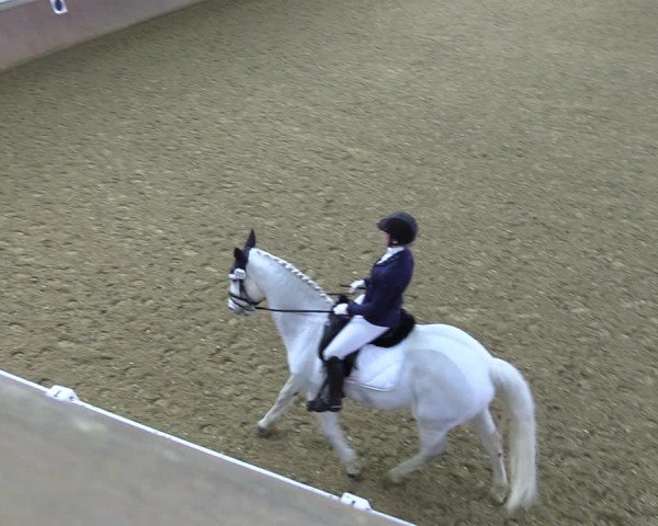 Reitturnier Bad Salzuflen 2024
