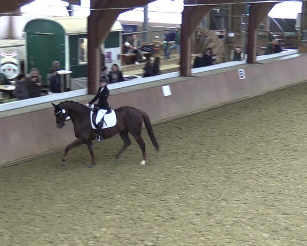 Equestrian Show Bad Salzuflen 2024