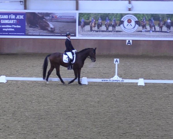 Reitturnier Bad Salzuflen 2024