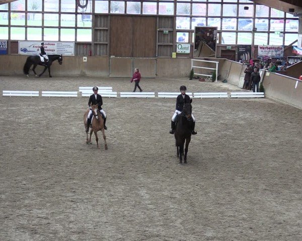 Reitturnier Krumke 2024
