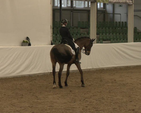 Reitturnier Zweibrücken-Landgestüt / Halle 2024