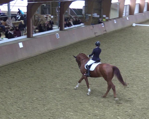 Reitturnier Bad Salzuflen 2024