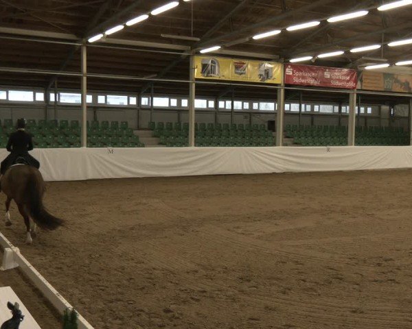 Reitturnier Zweibrücken-Landgestüt / Halle 2024
