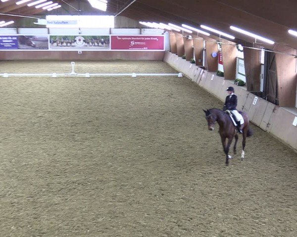Reitturnier Bad Salzuflen 2024